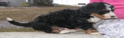 Mini Bernedoodle dogs for sale: Mini Bernedoodle Daphne - Ad 13