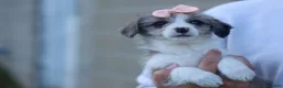 Corgipoo dogs for sale: NAOMI - Ad 12