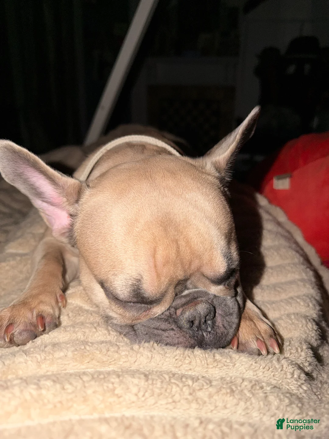 French Bulldog dogs for sale: French Bulldog Puppy 1 - Ad 2