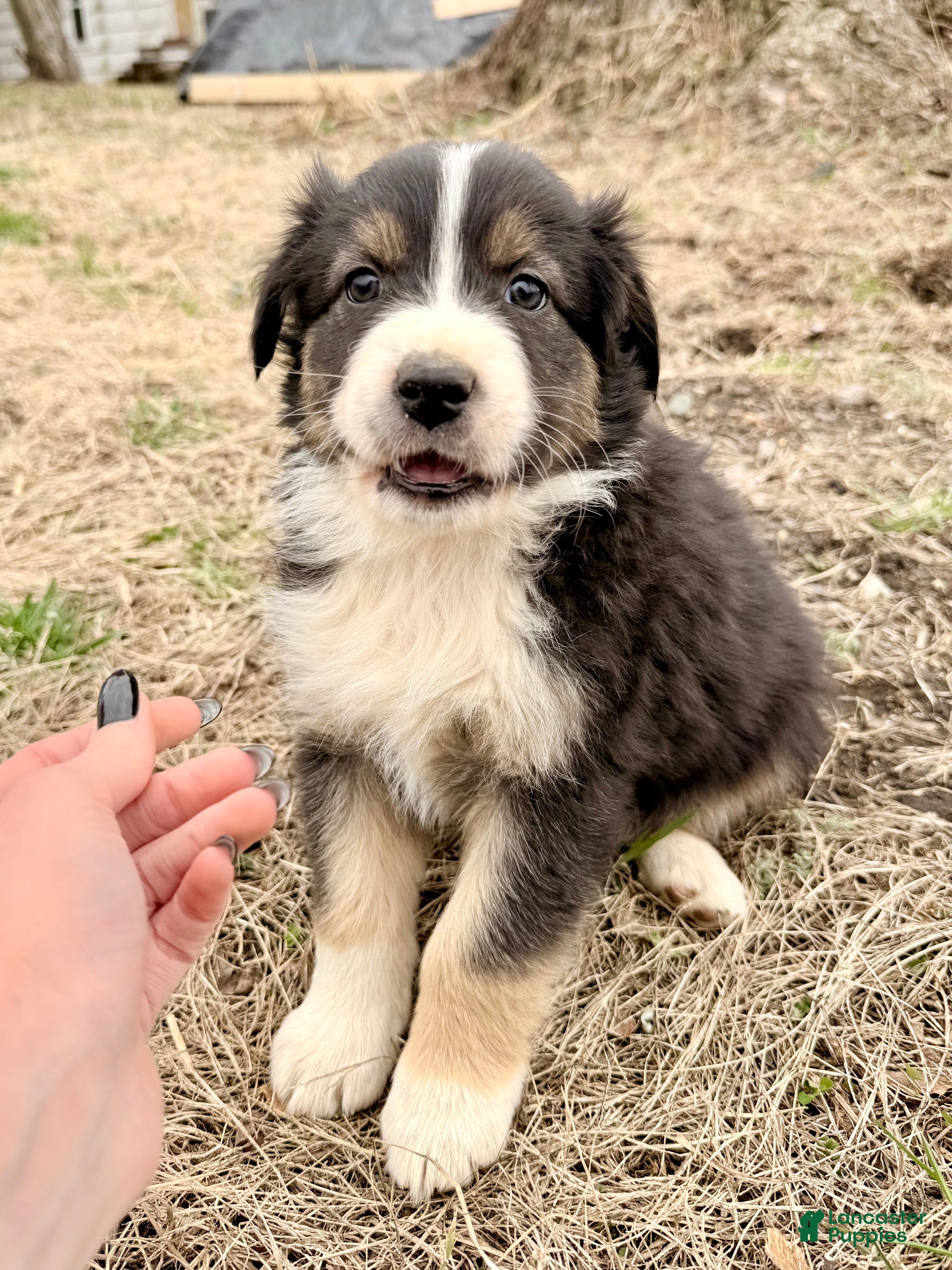 Australian Shepherd dogs Blaze - Ad 38