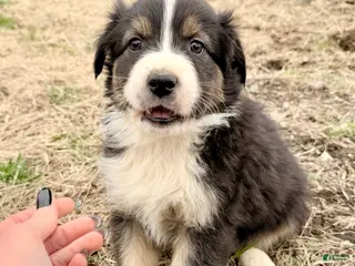 Australian Shepherd dogs Blaze - Ad 38