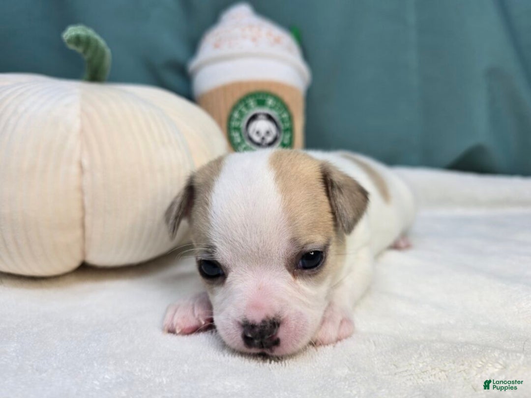 Chihuahua dogs for sale: Zig - Ad 2