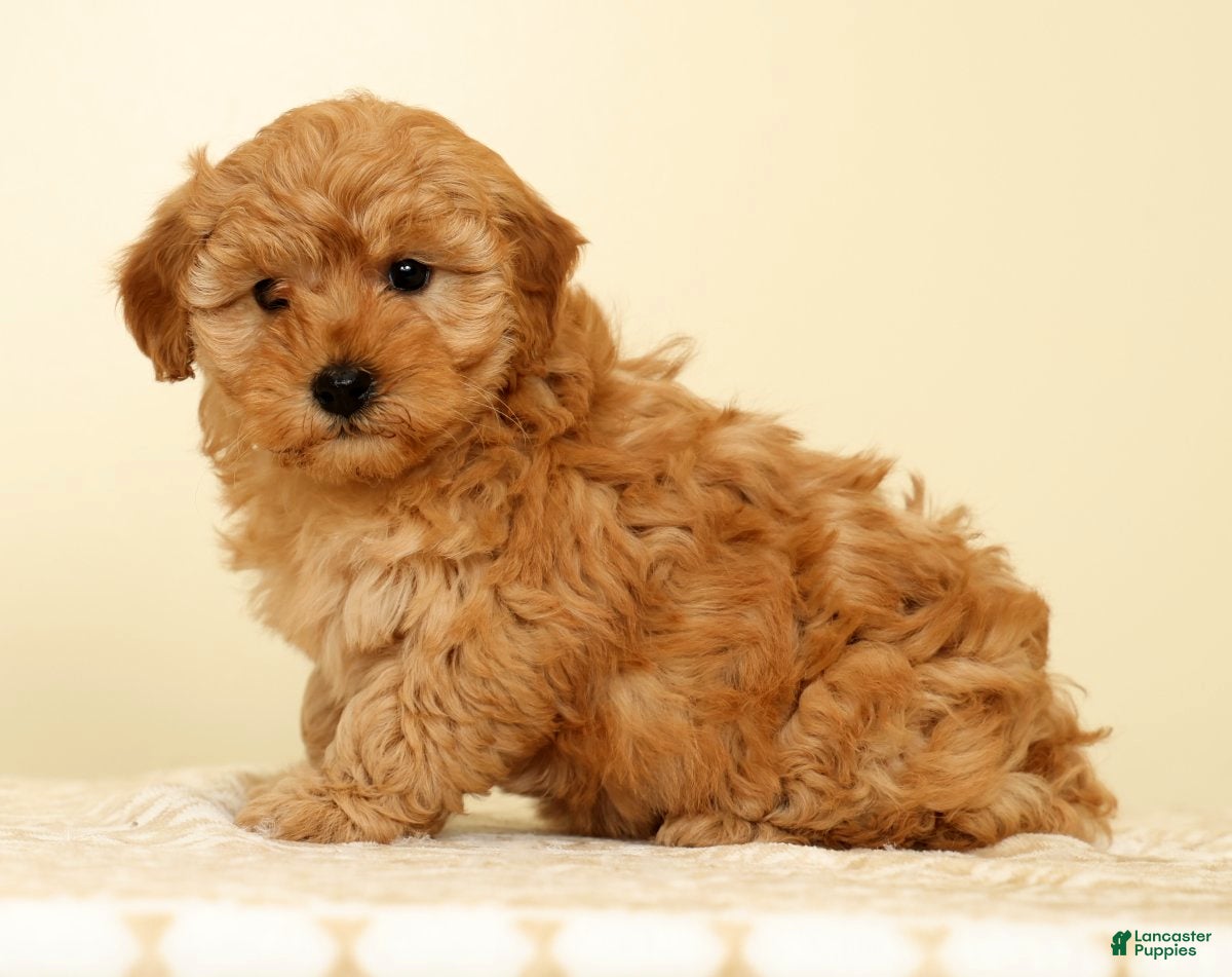 Mini Goldendoodle dogs Chloe - Ad 1