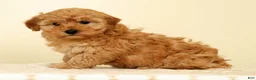 Mini Goldendoodle dogs for sale: Chloe - Ad 1
