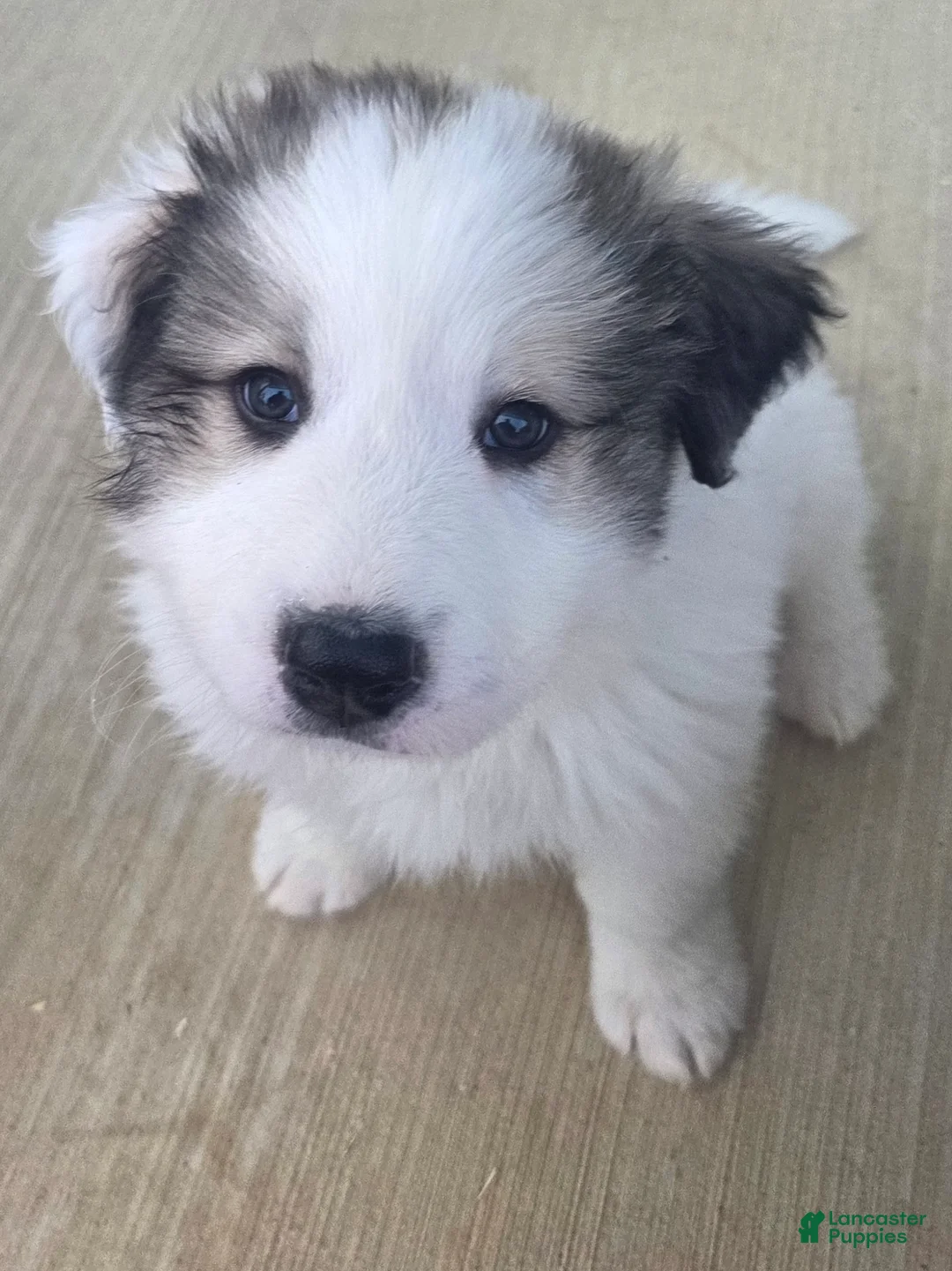 Great Pyrenees dogs for sale: Ralphie - Ad 3