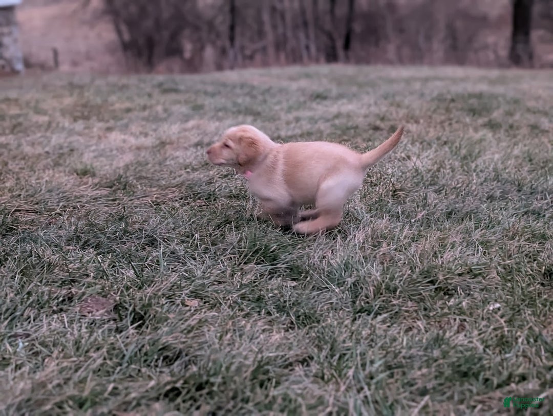Labrador Retriever dogs for sale: Wren - Ad 4