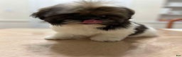 Shih Tzu dogs for sale: Liz - Ad 2