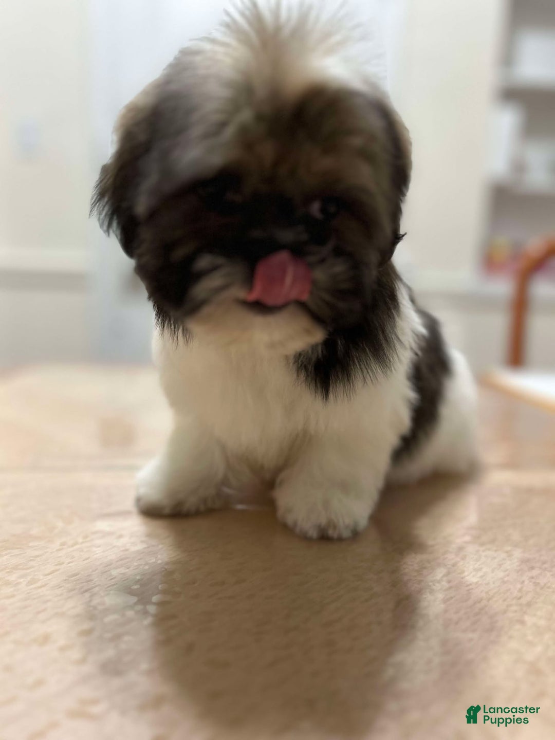 Shih Tzu dogs for sale: Liz - Ad 2