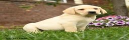 Labrador Retriever dogs for sale: Cooper - Ad 3