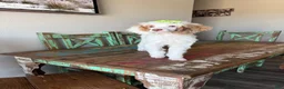 Miniature Poodle dogs for sale: Akc Clear 🧬 Tested Chocolate Phantom Parti 🩷 - Ad 10