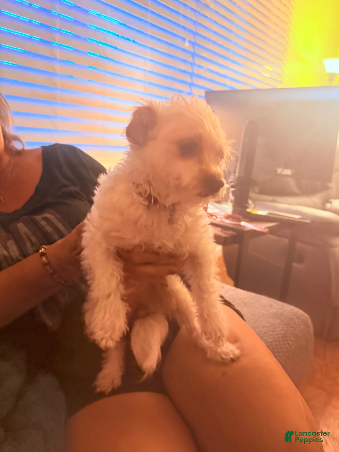 Chipoo dogs for sale: Chipoo Puppy 1 - Ad 2