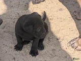 Labrador Retriever Puppy 3