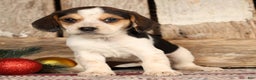 Beagle dogs for sale: Joy - Ad 3
