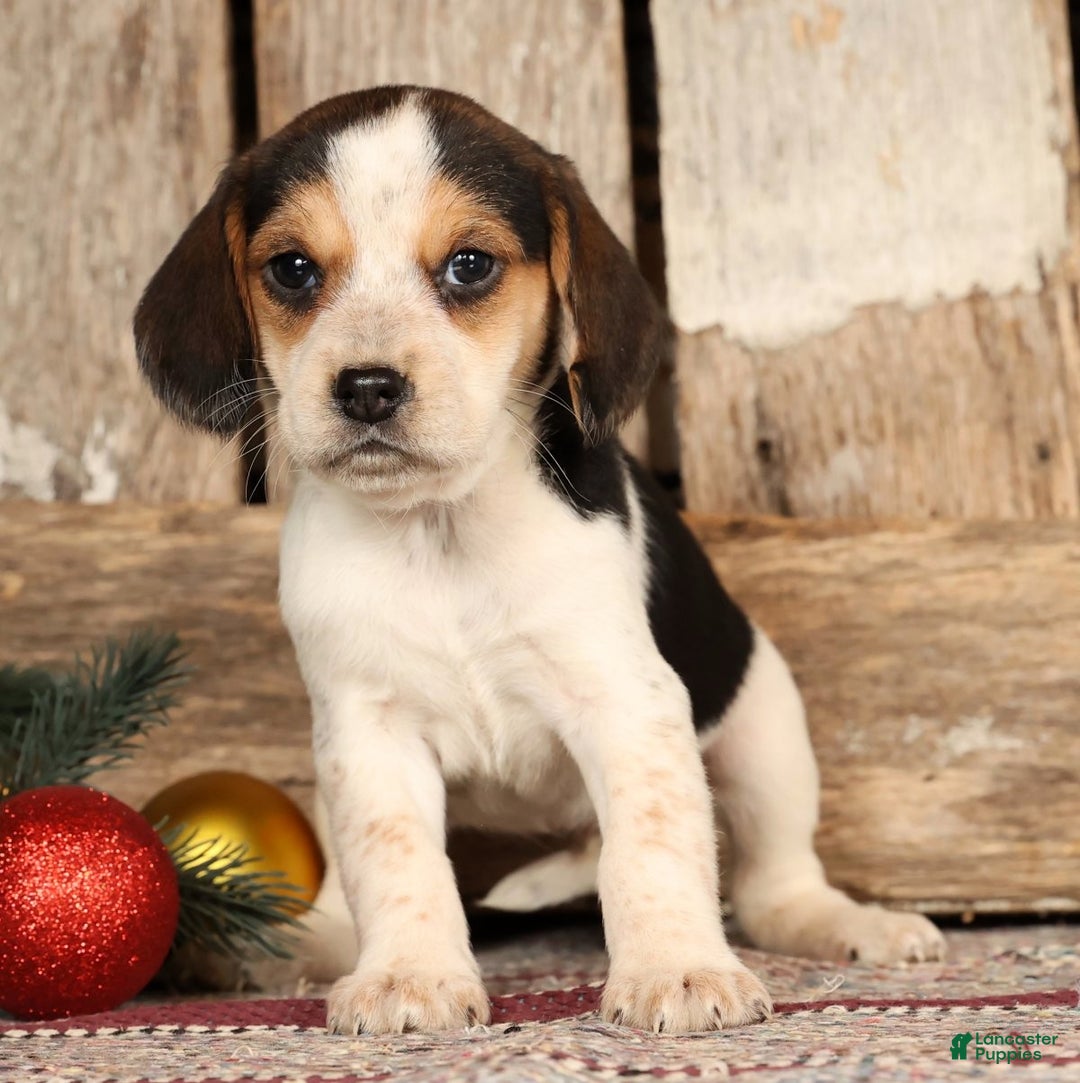 Beagle dogs for sale: Joy - Ad 3