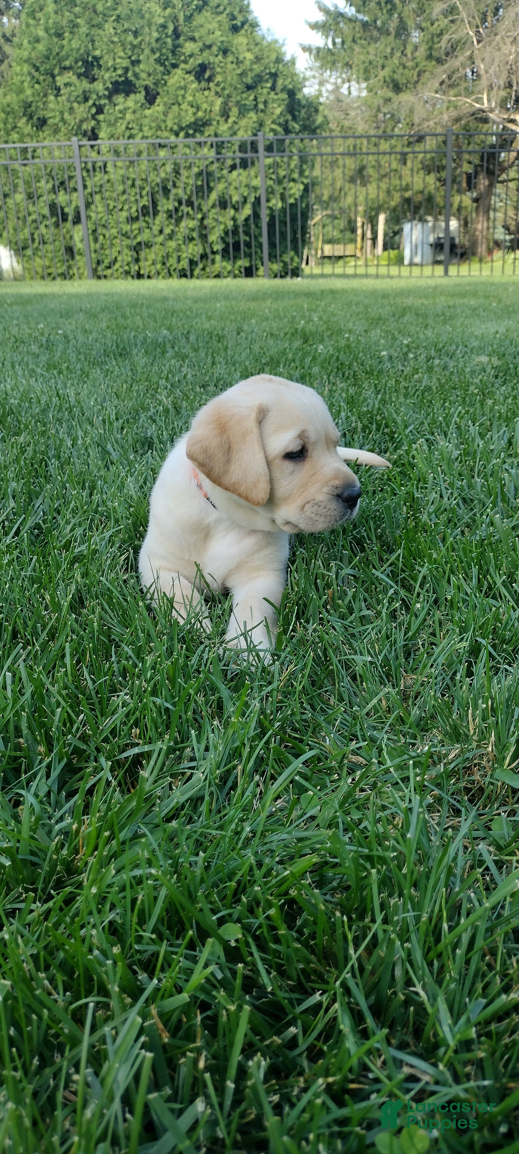 Labrador Retriever dogs Marley - Ad 2