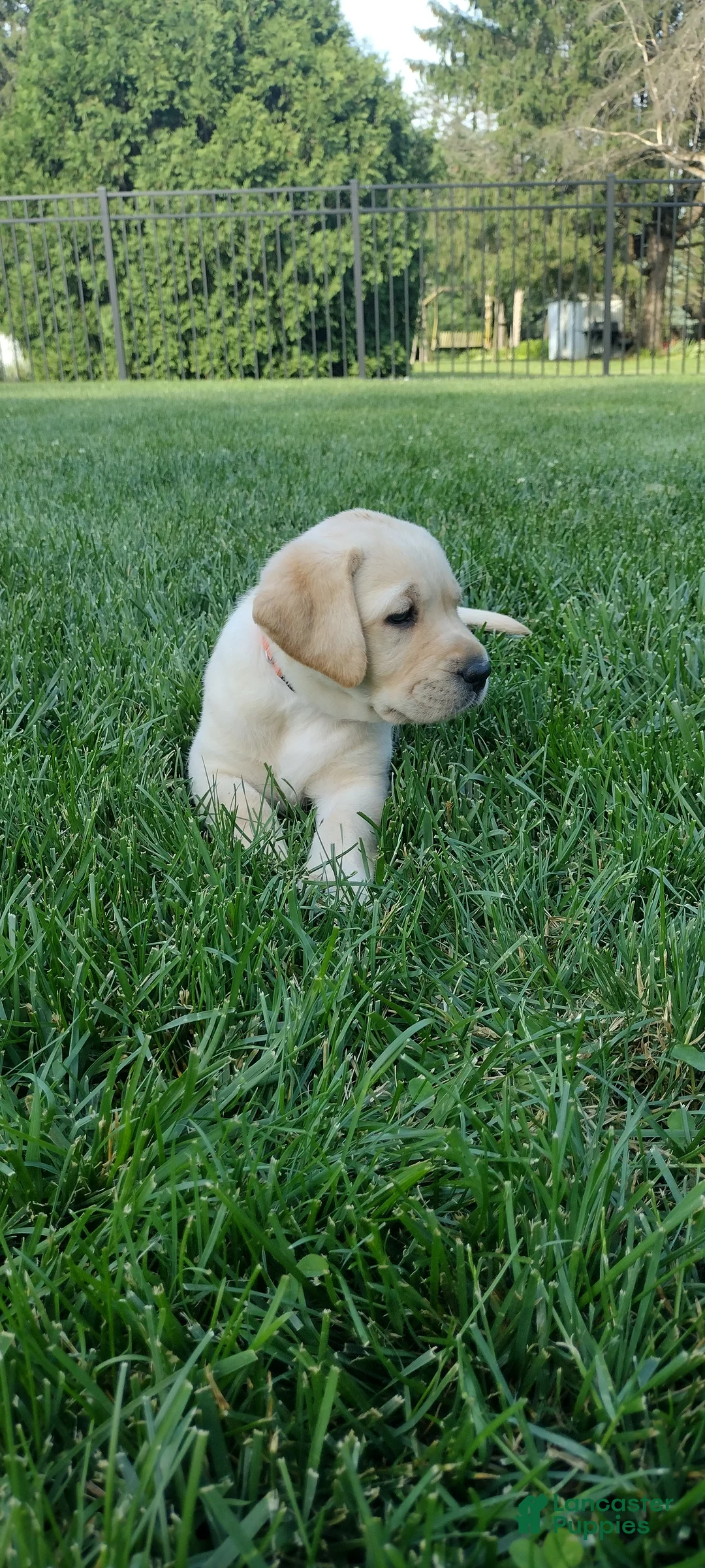 Labrador Retriever dogs for sale: Marley - Ad 2