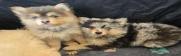 Pomsky dogs for sale: Merle boy - Ad 3