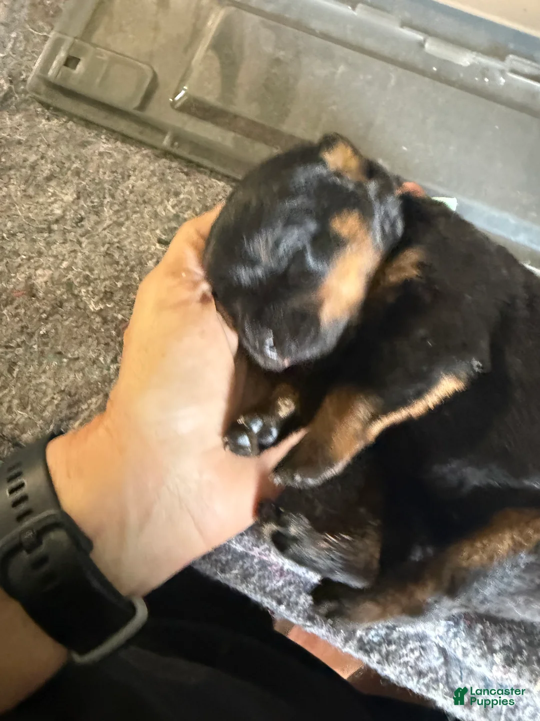 Rottweiler dogs for sale: Rottweiler Puppy 4 - Ad 2