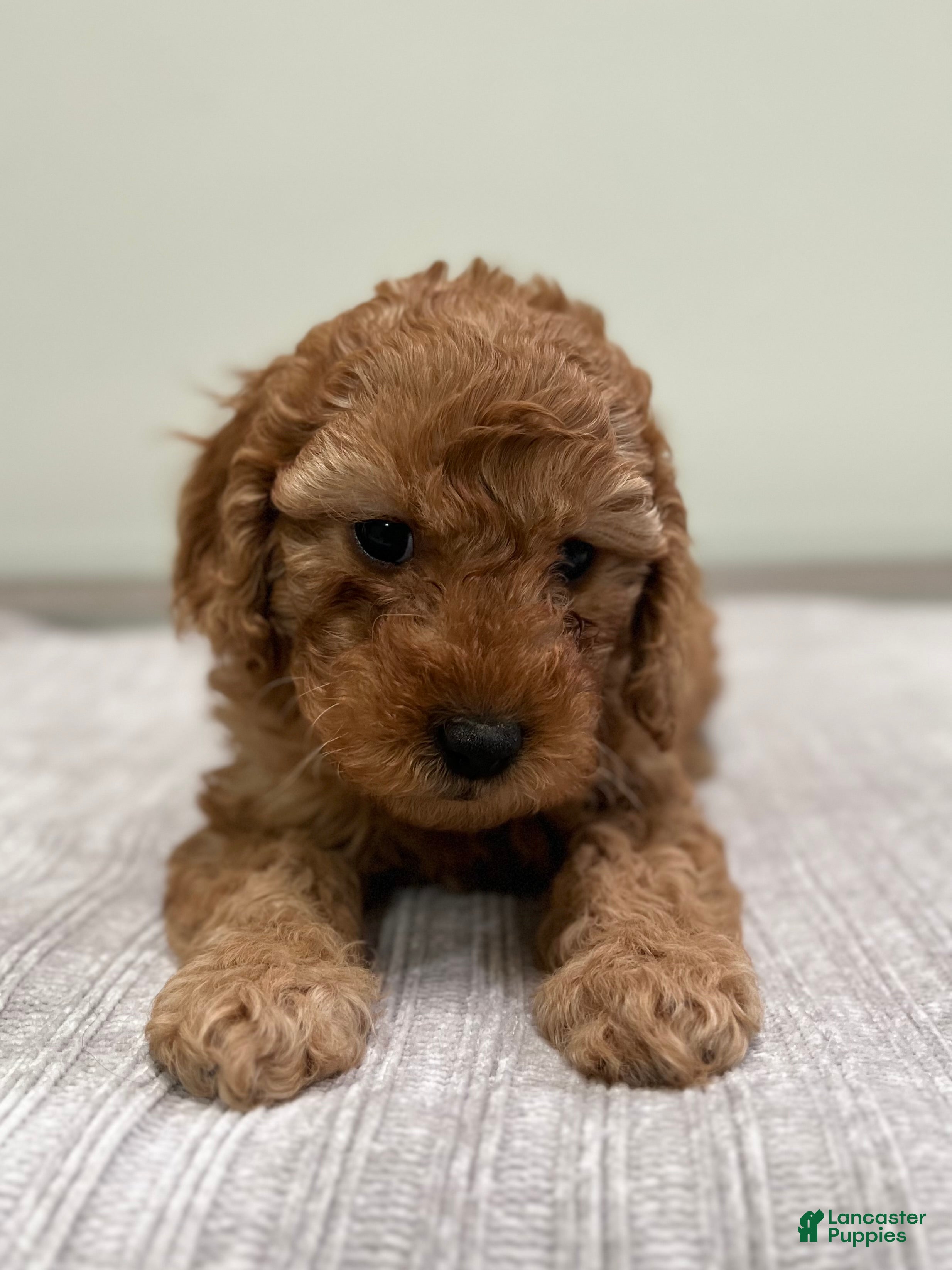 Mini Goldendoodle dogs Avery - Ad 1