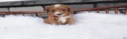Cavapoo dogs for sale: Oscar  - Ad 5