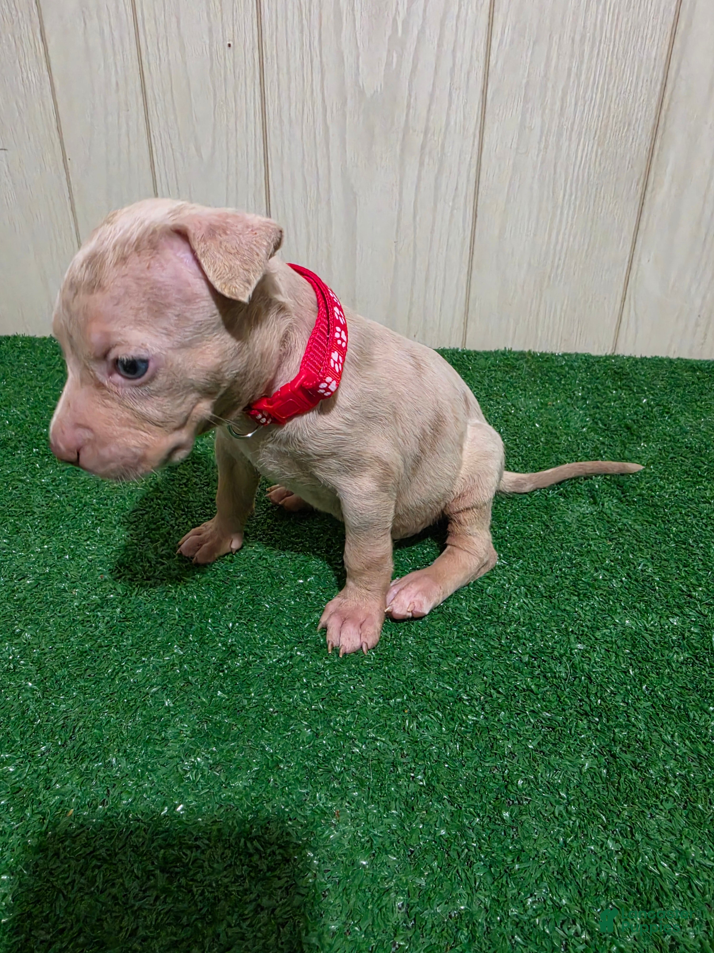 American Bully dogs for sale: American Bully XL Puppy 2 (Red Collar) - Ad 2
