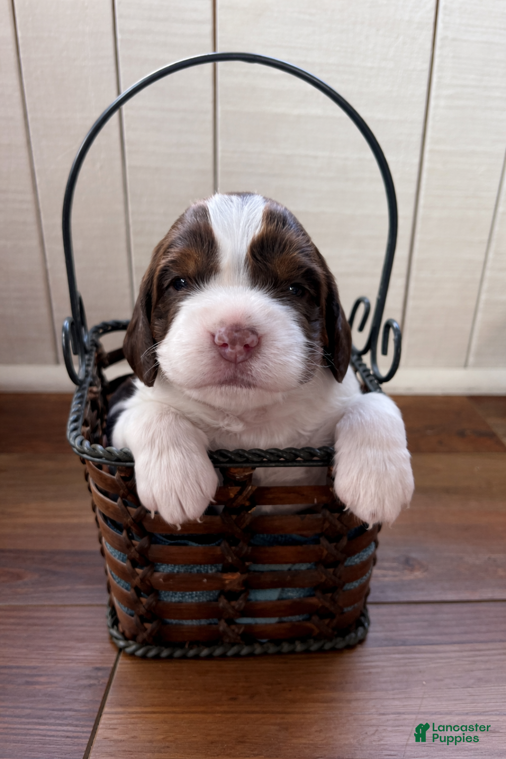 English Springer Spaniel dogs Cinnamon - Ad 31