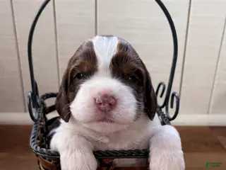 English Springer Spaniel dogs Cinnamon - Ad 34