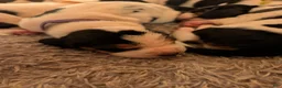Basset Hound dogs for sale: Purple (Ellie May) - Ad 2