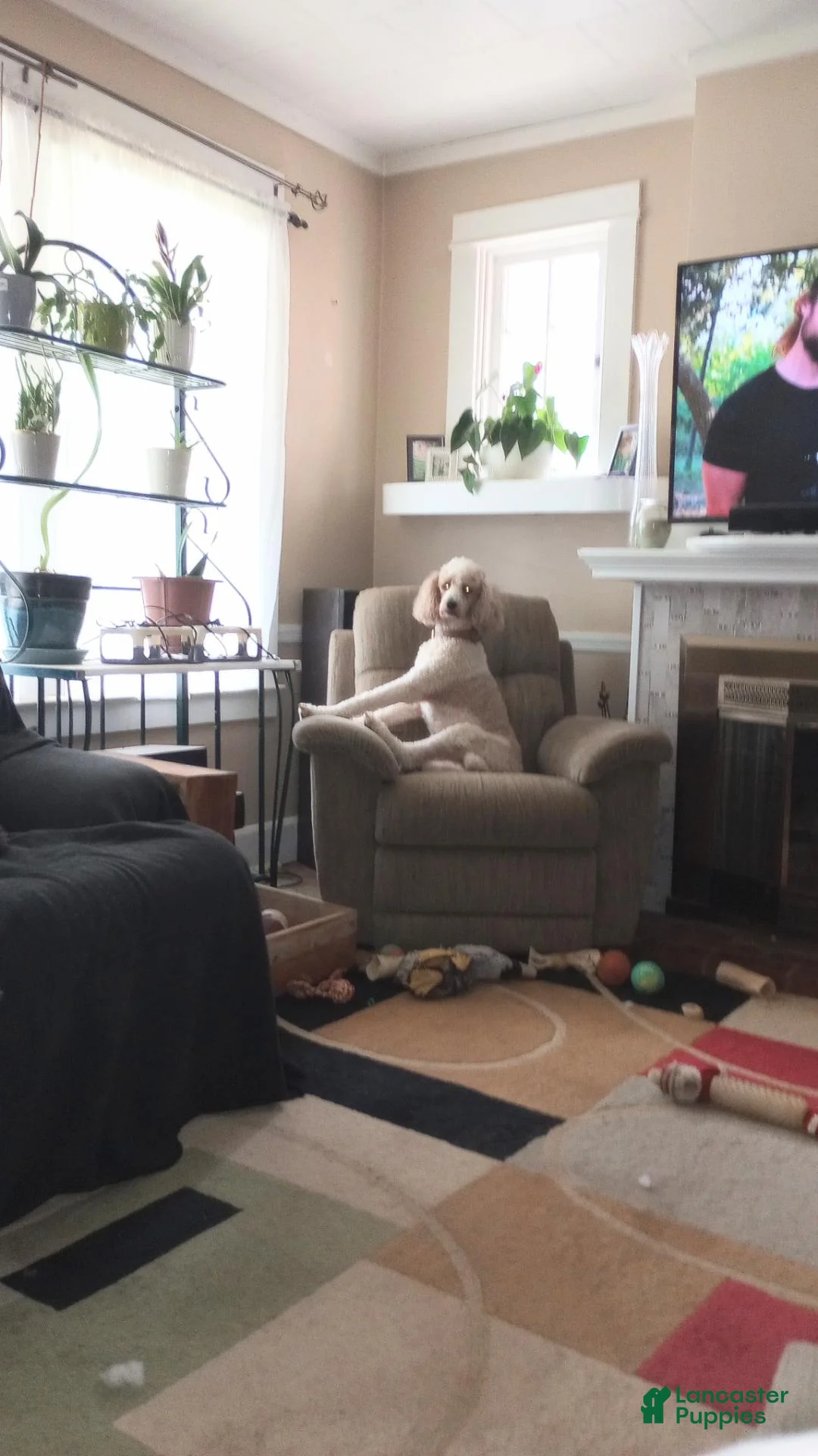 Standard Poodle dogs for sale: Standard Parti Poodle 7 - Ad 2