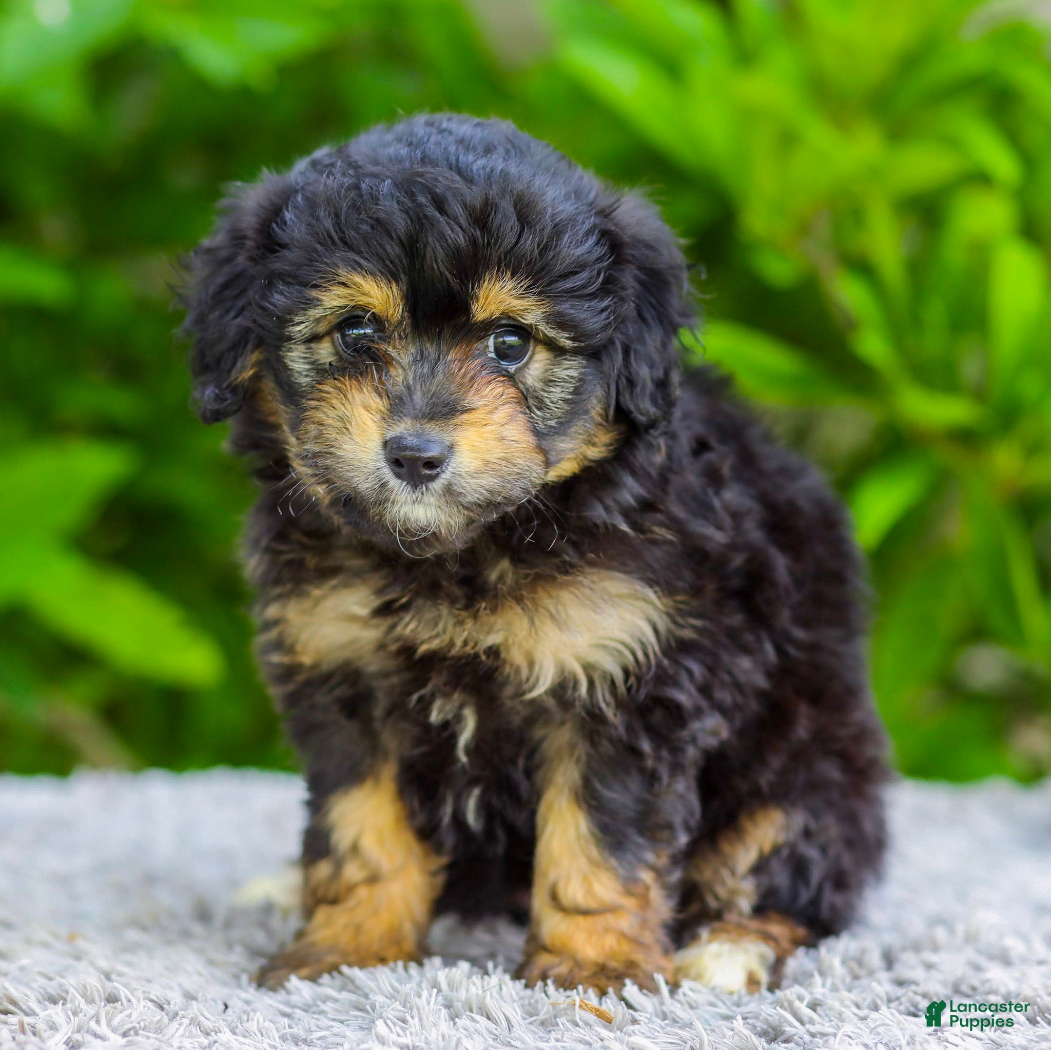 Mini Aussiedoodle dogs Violet - Ad 1