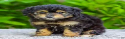 Mini Aussiedoodle dogs for sale: Violet - Ad 1