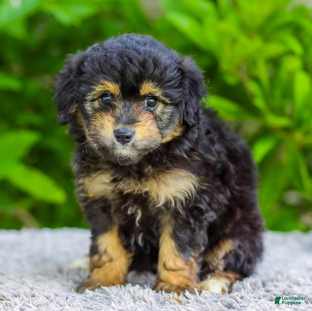 Mini Aussiedoodle dogs for sale: Violet - Ad 1