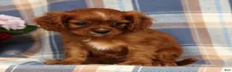 Cavalier King Charles Spaniel dogs for sale: Mitch - Ad 4