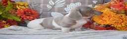 Dachshund dogs for sale: Angus - Ad 4