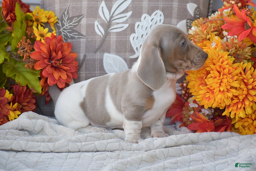 Dachshund dogs for sale: Angus - Ad 4