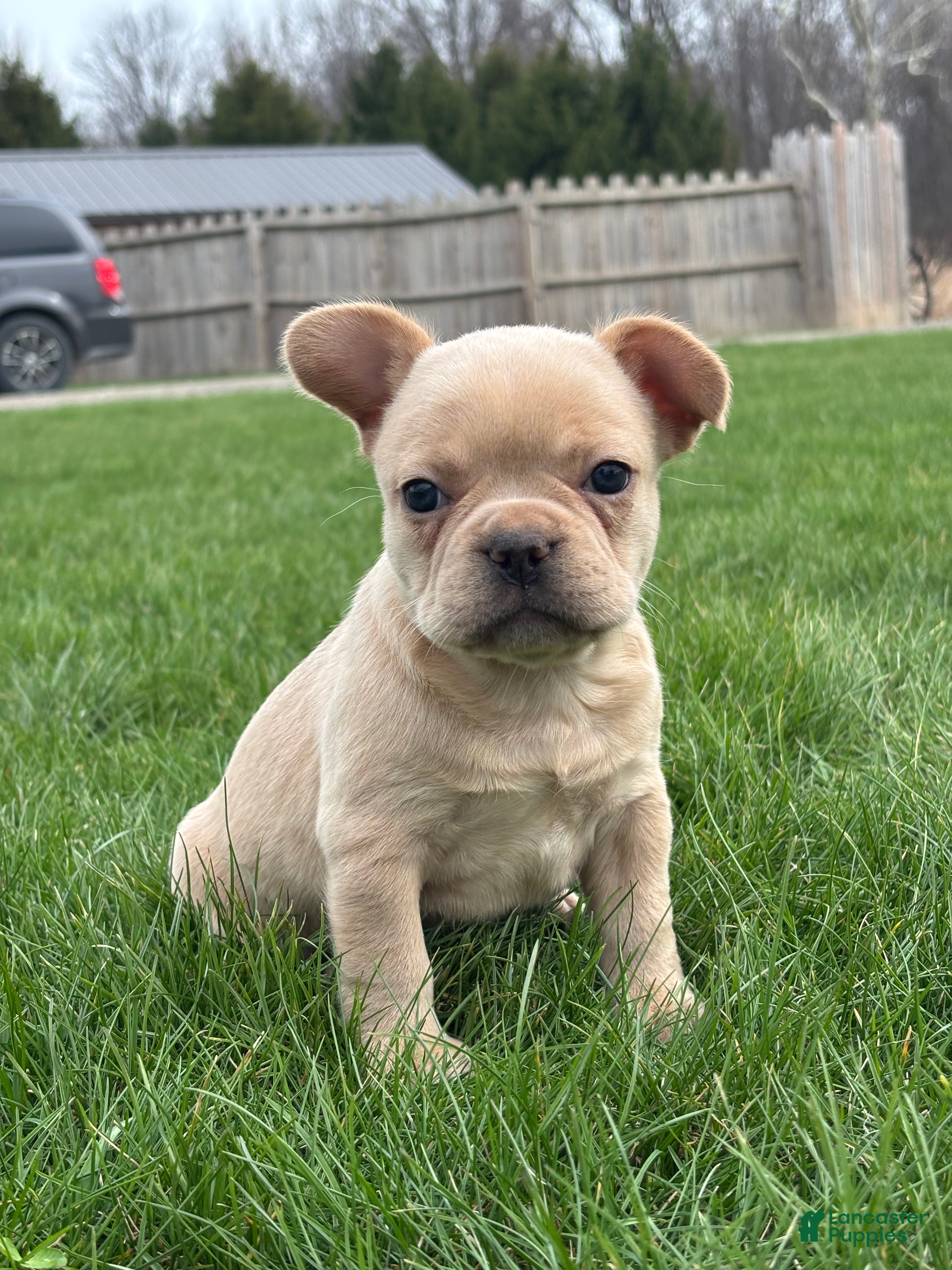 French Bulldog dogs Heidi - Ad 1