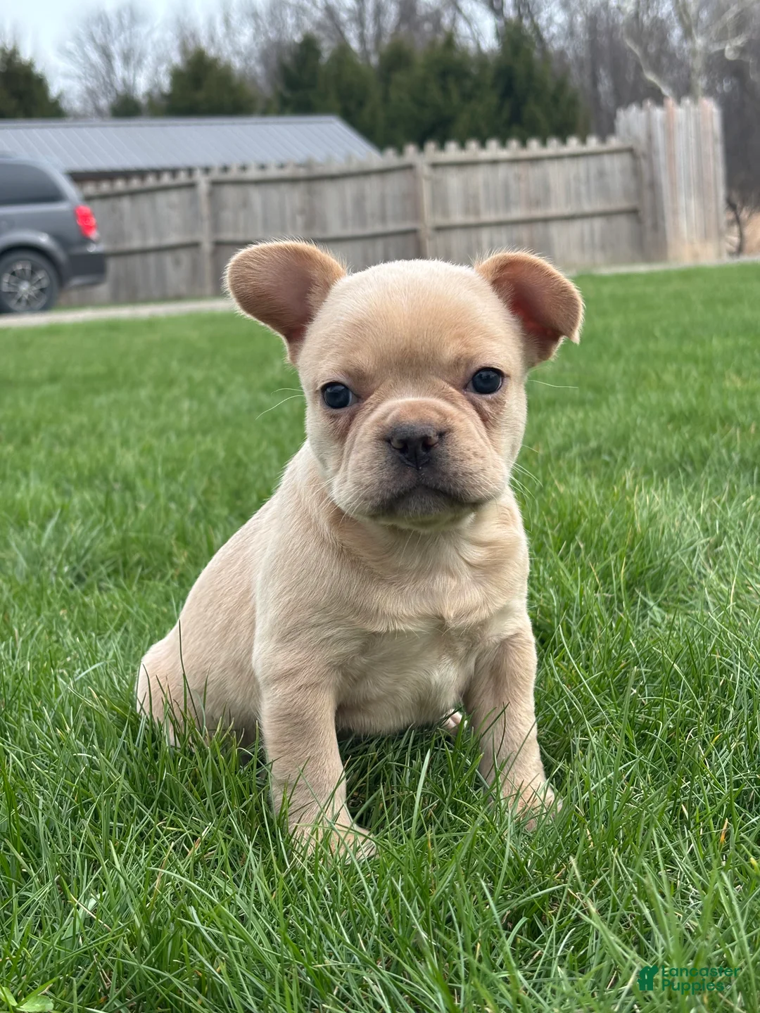 French Bulldog dogs for sale: Heidi - Ad 1