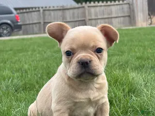 French Bulldog dogs for sale: Heidi - Ad 4