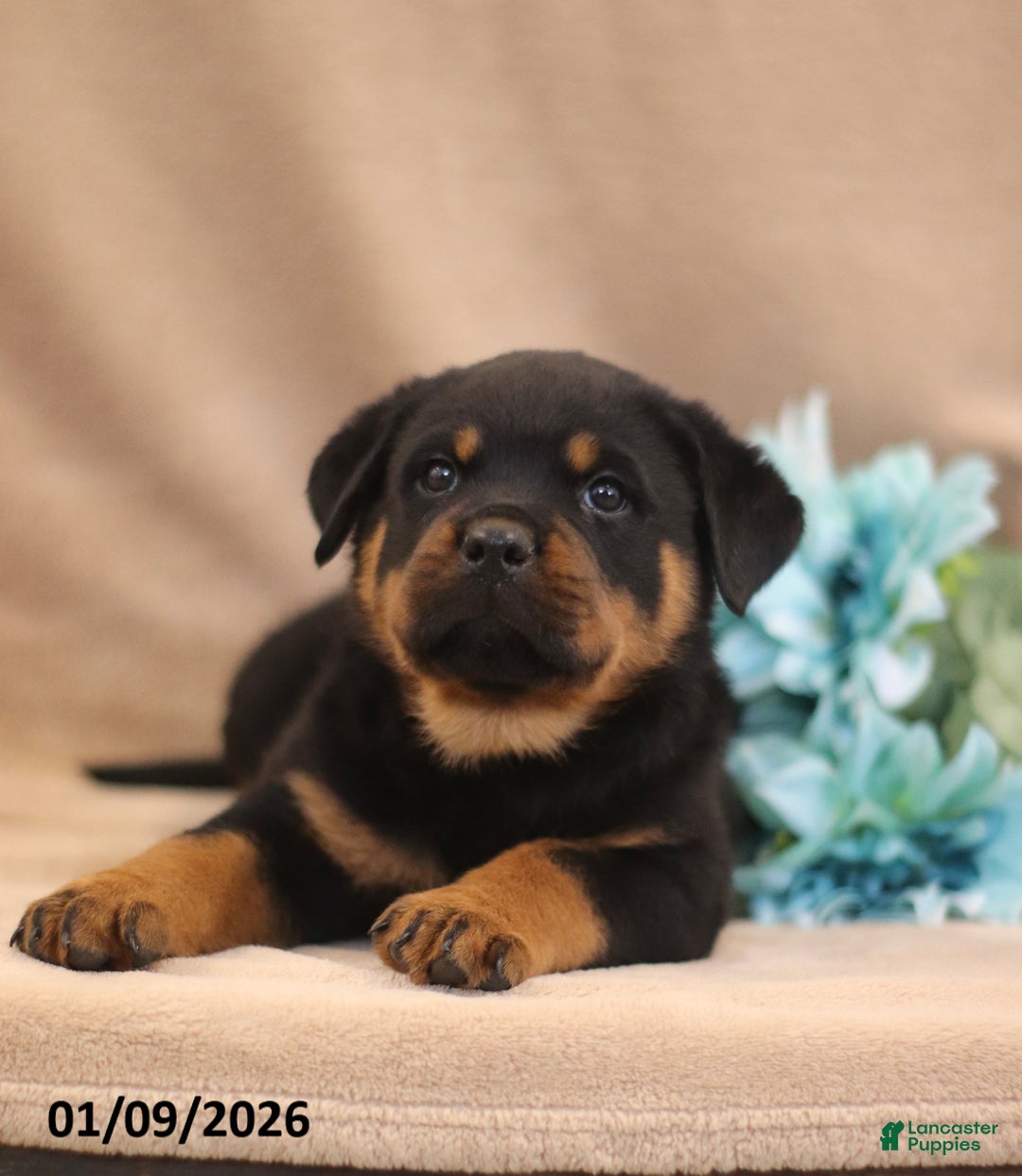Rottweiler dogs for sale: T Rex - Ad 5