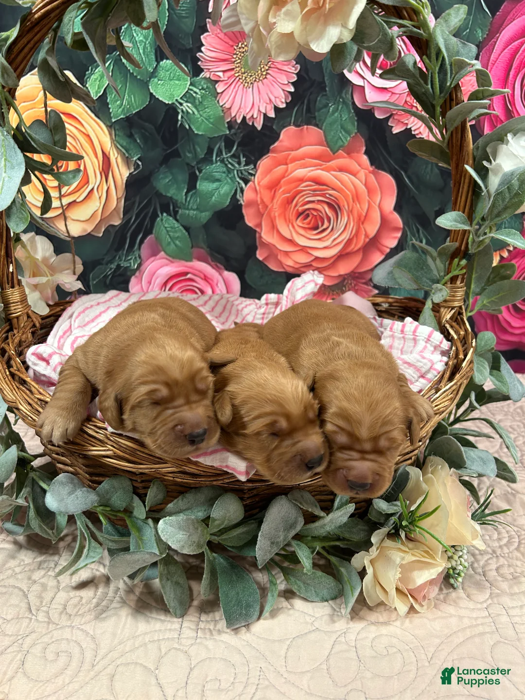 Golden Retriever dogs for sale: Goldie - Ad 1