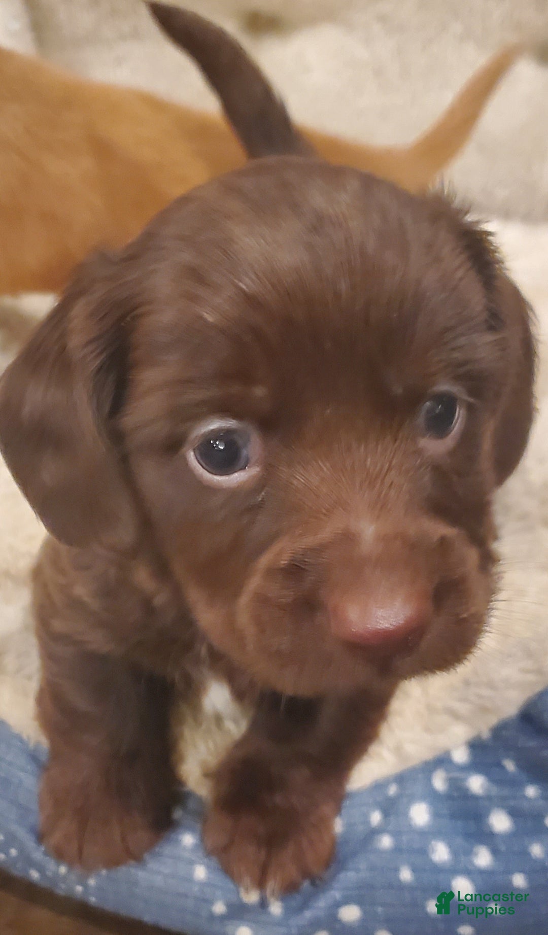 Dachshund dogs for sale: Dachshund Puppy 2 - Ad 1