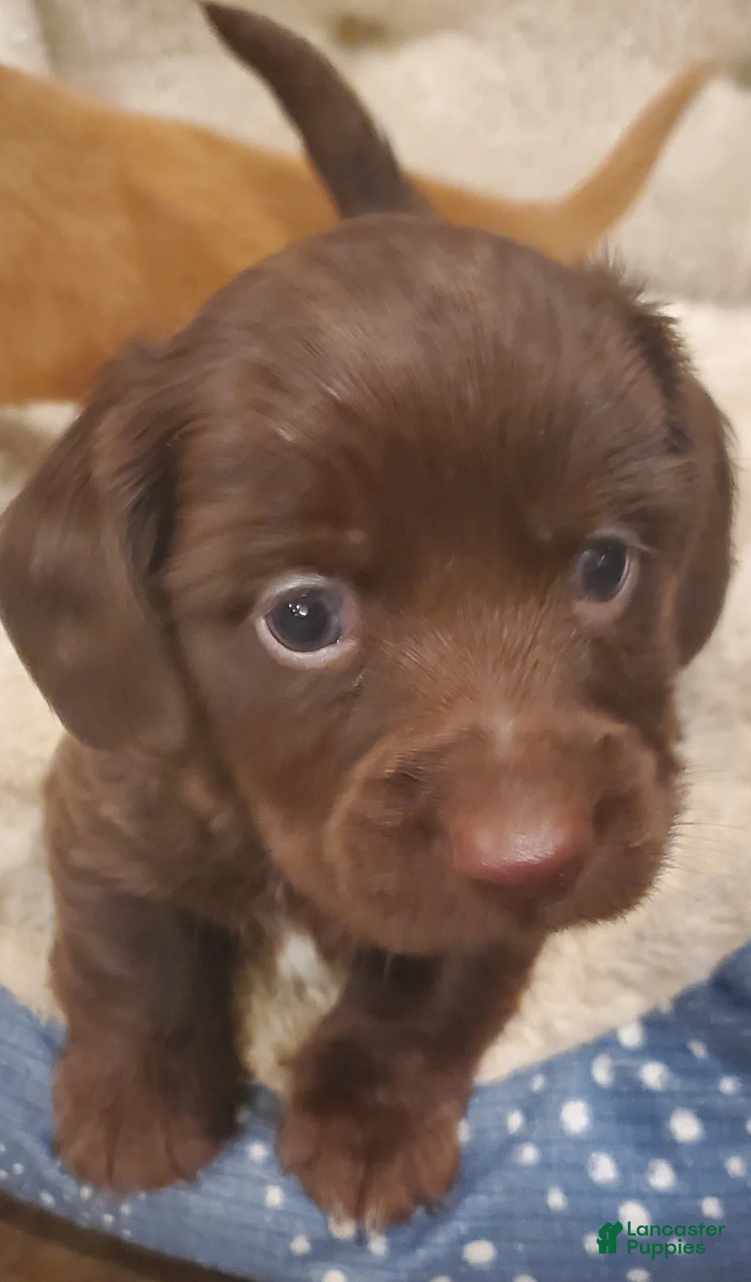 Dachshund dogs for sale: Dachshund Puppy 2 - Ad 1