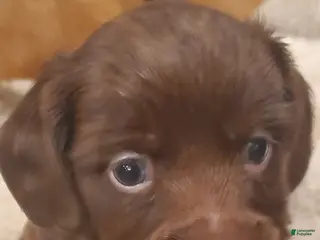 Dachshund dogs Dachshund Puppy 2 - Ad 22