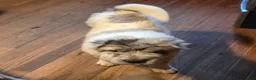 Shar Pei dogs for sale: Nova merle flower bear  - Ad 4