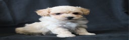 Bichpoo dogs for sale: Butch - Ad 6