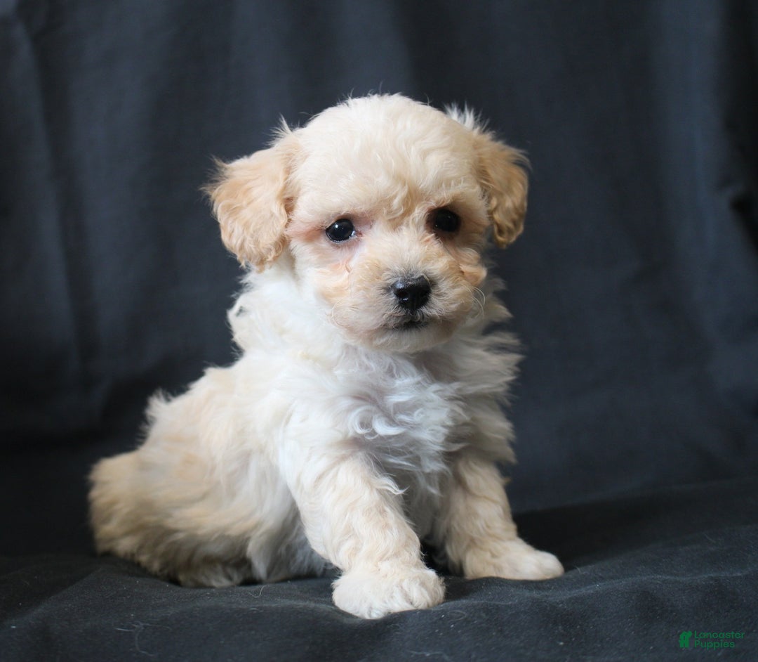Bichpoo dogs for sale: Butch - Ad 6