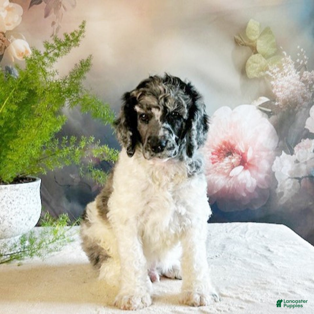 Standard Poodle dogs for sale: Tyler - Ad 2