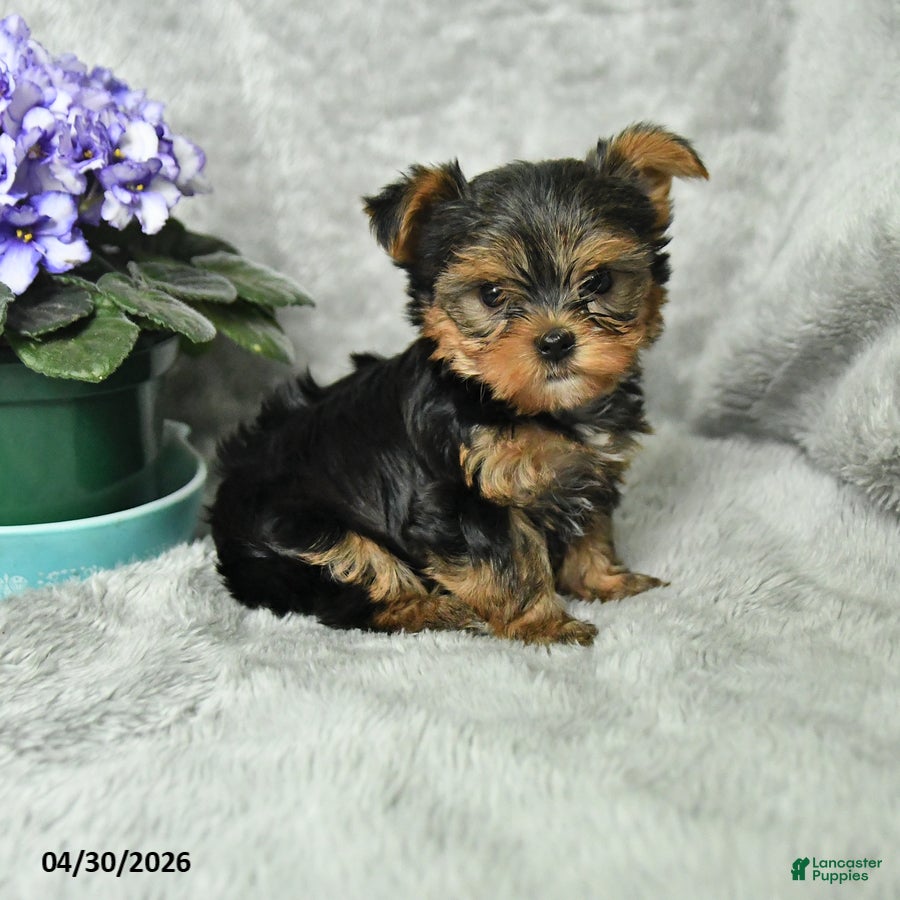 Yorkshire Terrier dogs for sale: Bruno - Ad 1