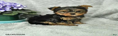 Bruno