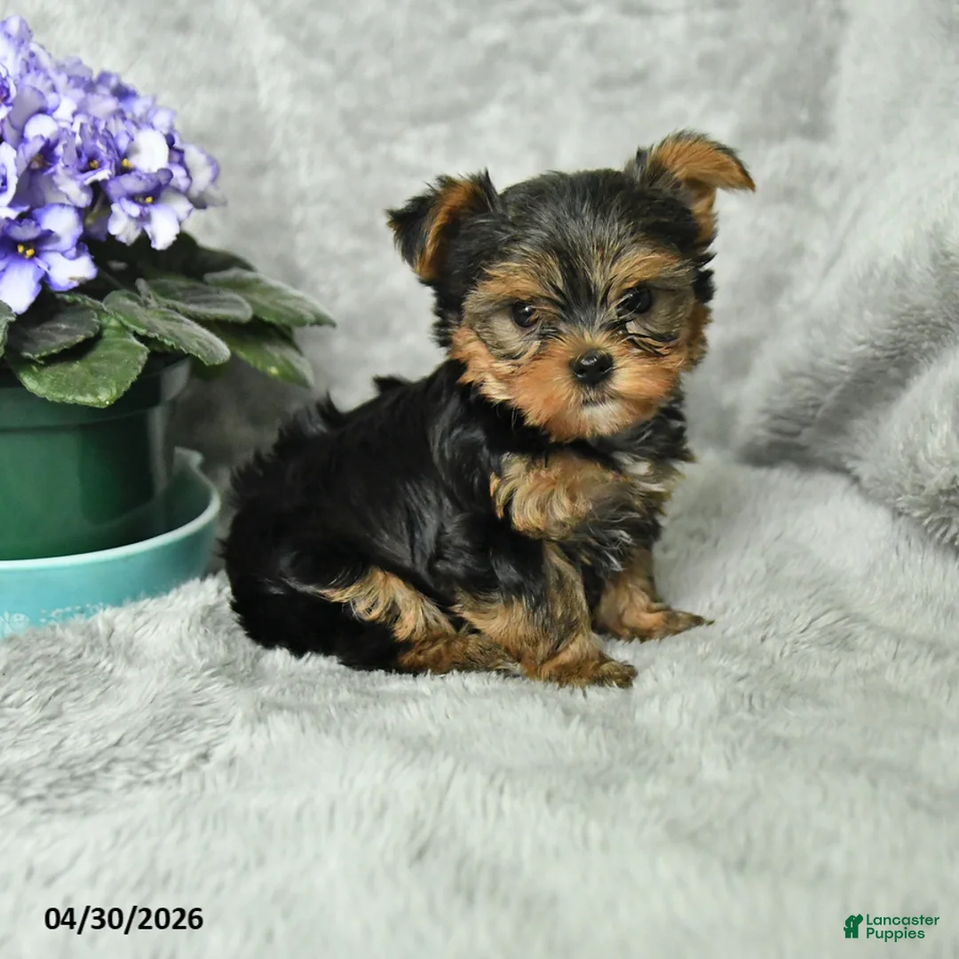 Yorkshire Terrier dogs for sale: Bruno - Ad 1